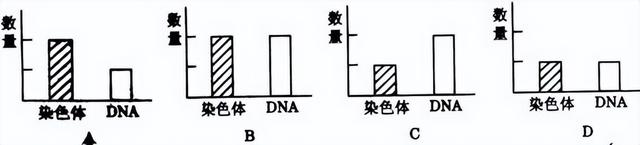 高中生物-细胞的生命历程