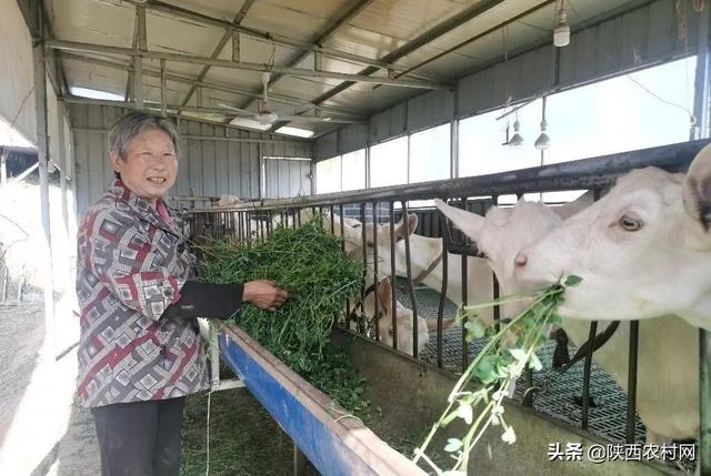 富平：走在乡村振兴道路上