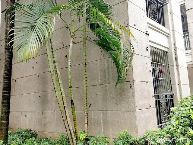 10岁男孩脑长虫！雨后小区遍地大蜗牛，千万别碰