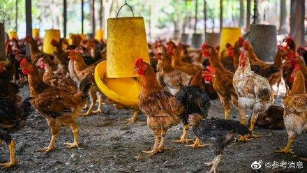 外媒：马来西亚将从6月1日起停止鸡肉出口
