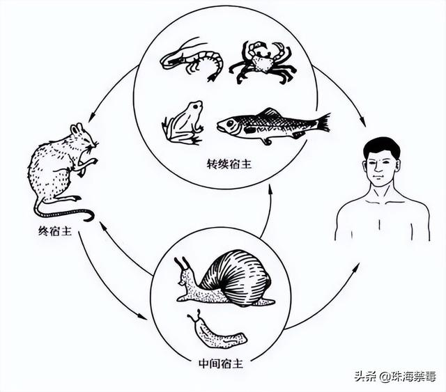 10岁男孩脑长虫，全班三分之一的学生因病请假，广东小区遍地都是...