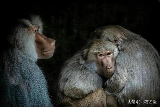 猴痘袭击多国，专家：总体风险很低，由动物传入中国可能性不大