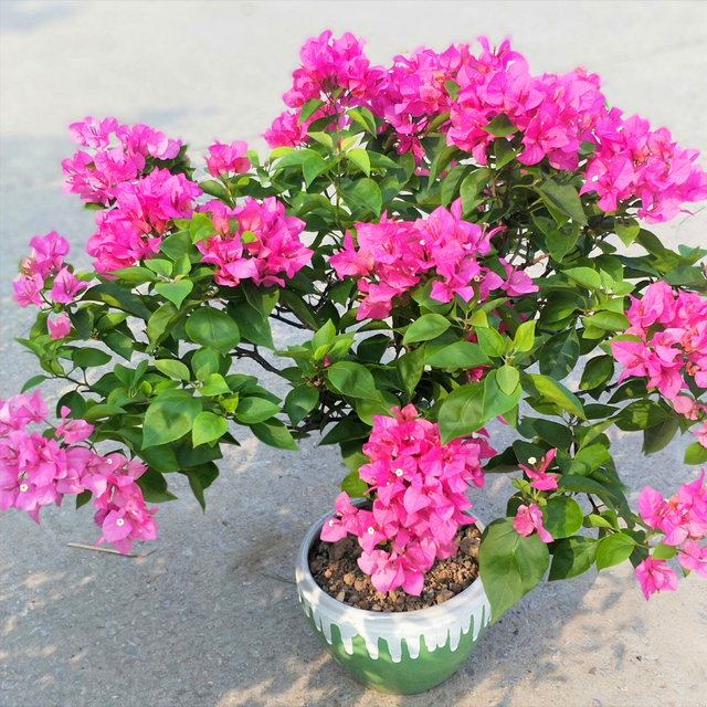 这4种植物，都是开花“小能手”，花开时阳台变小花海