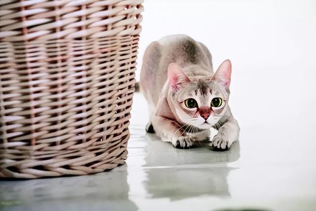 粘人的可爱小精灵