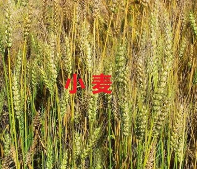 话说宝鸡擀面皮之二