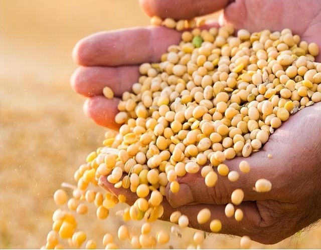 我国从美国进口大豆均价为3837元每吨，那从俄罗斯、巴西进口呢？