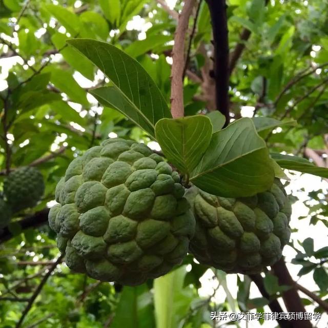 菲律宾十大特色热带水果，去菲律宾留学，一定要尝尝这些水果