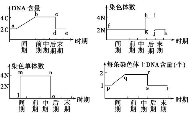 高中生物-细胞的生命历程