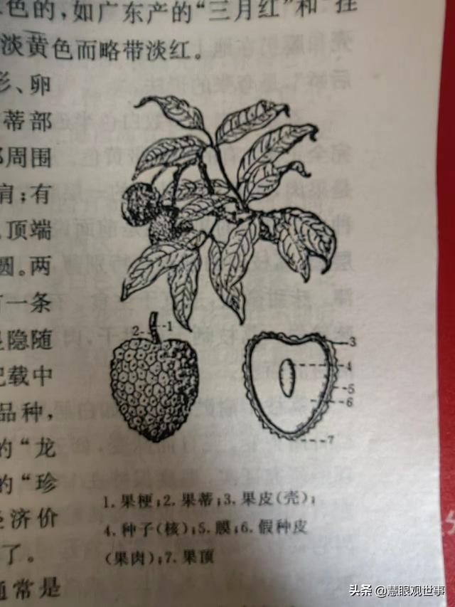 看看90年版的高中老教材上的插图（1）