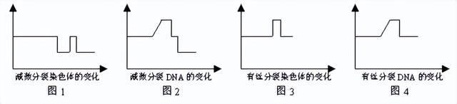 高中生物-细胞的生命历程