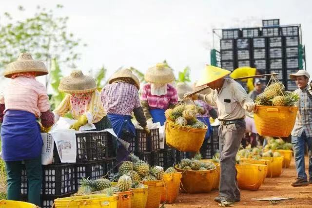 种出全国三分之一的菠萝，这里有片“菠萝的海”→