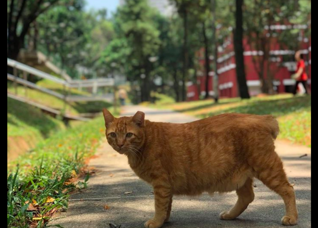 流浪猫生活的太安稳，性格开放对人没戒备心，最终却惨被蟒蛇活吞