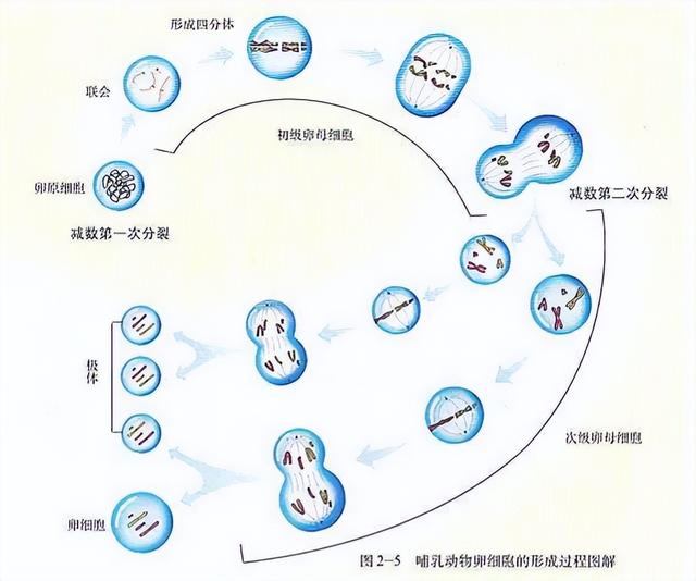 高中生物-细胞的生命历程