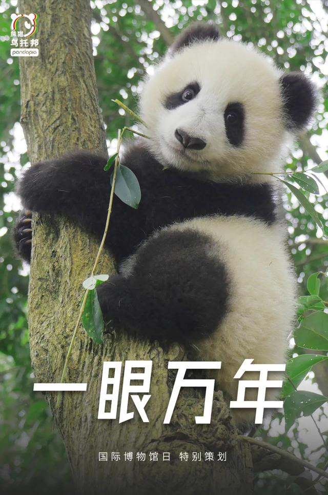 这篇「时空穿越指南」，带你换个姿势看熊猫