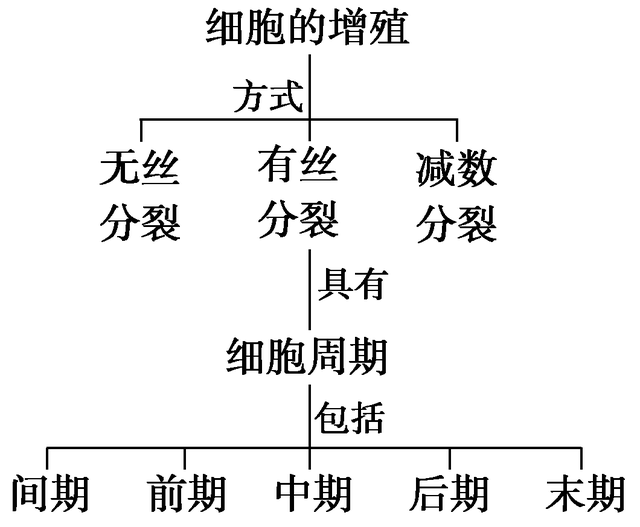 高中生物-细胞的生命历程