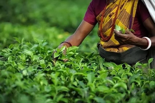 国际茶日 ▏世界各地不同的饮茶文化，你了解几个？