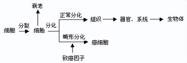 高中生物-细胞的生命历程