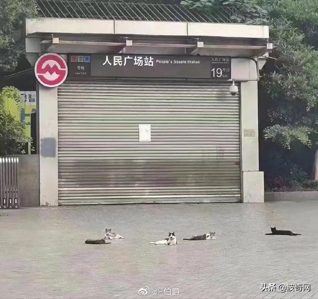 “居家”措施一个多月，曾经繁华的人民广场被流浪猫们占领啦