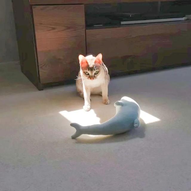 太萌了吧！猫咪让公仔玩具陪自己一起晒太阳：你也杀杀菌
