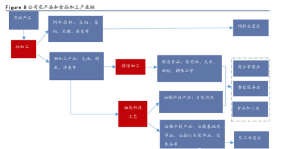 关于金龙鱼的研究心得