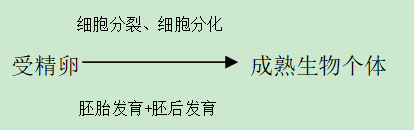 高中生物-细胞的生命历程