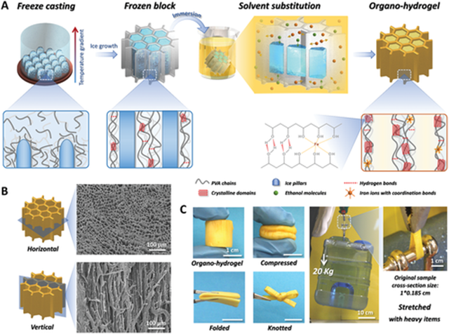 新加坡国立大学：通过冷冻铸造辅助溶液替代的强韧导电有机水凝胶