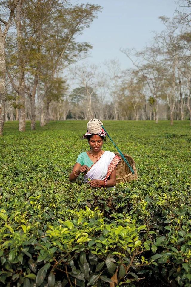 国际茶日 ▏世界各地不同的饮茶文化，你了解几个？