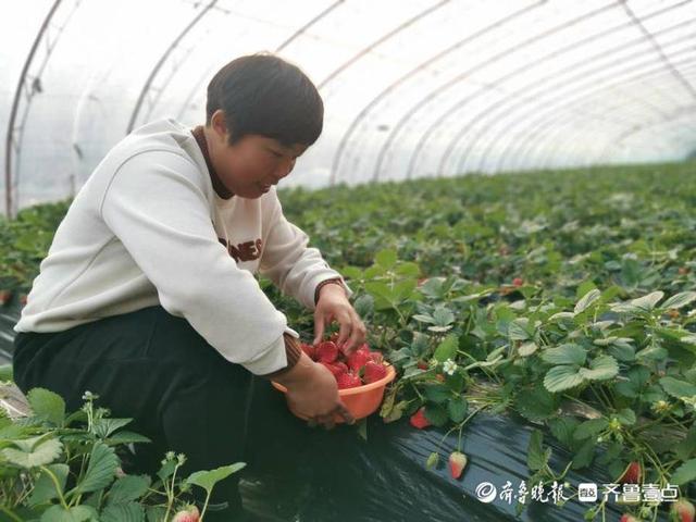 我从基层来｜王倩：弃医从农扎根土地，做一个农民带头人