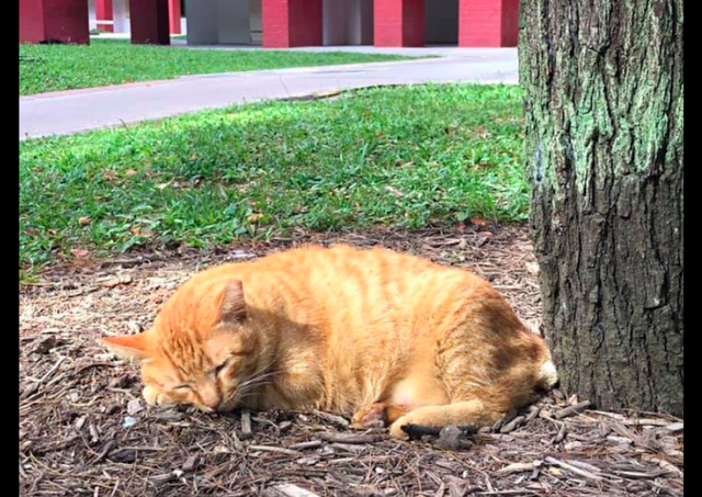 流浪猫生活的太安稳，性格开放对人没戒备心，最终却惨被蟒蛇活吞