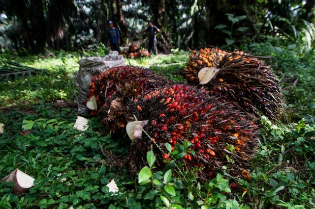 印尼没收8万升违禁出口食用油