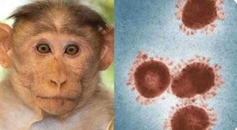 猴痘大面积爆发，会成为第二个新冠吗？跟美国实验室猴子有关吗？