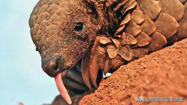 对穿山甲无止境的杀戮，人类终将会迎来报复性的打击