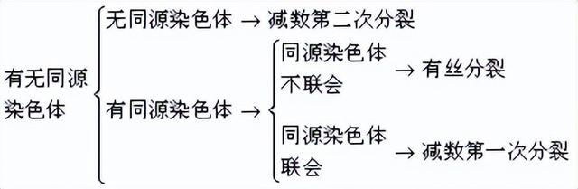 高中生物-细胞的生命历程