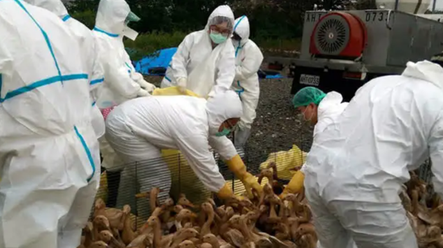 大揭秘！美国禽流感对鸡肉输华影响几何