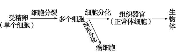 高中生物-细胞的生命历程