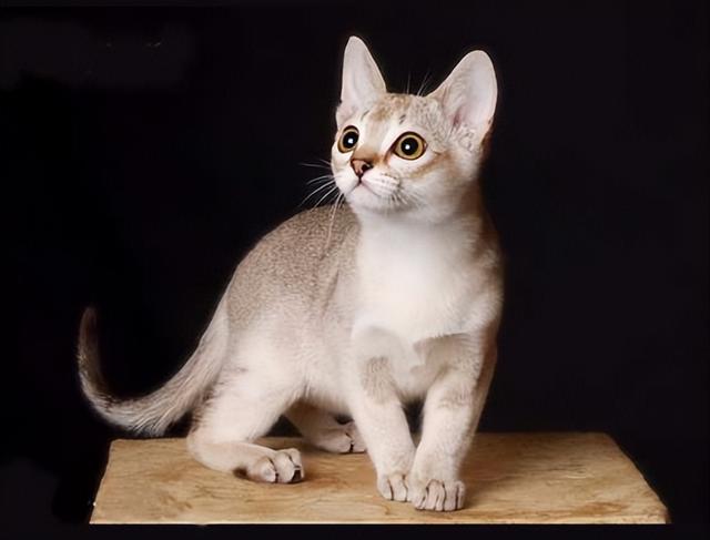 猫咪中的“吉娃娃”