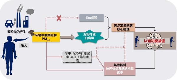 最新研究发现：长期空气污染暴露可加速认知下降及阿尔茨海默病病理进程
