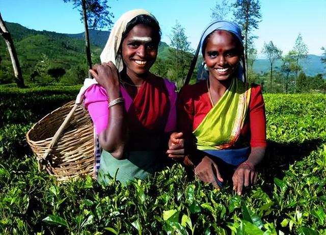 国际茶日 ▏世界各地不同的饮茶文化，你了解几个？