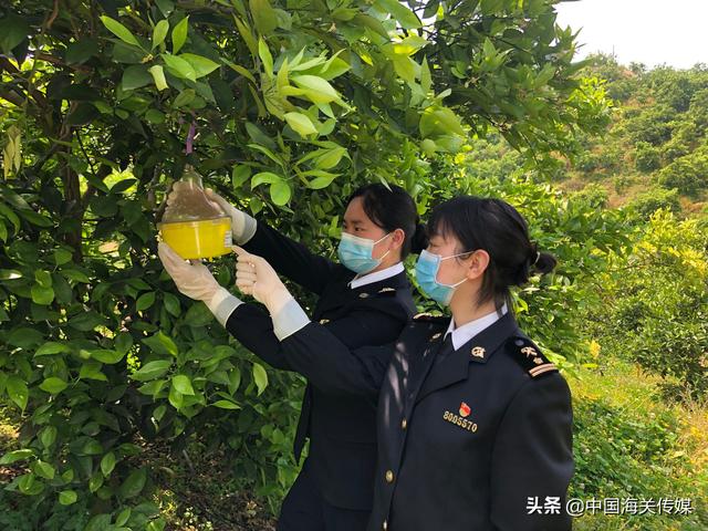 小血橙撑起乡村振兴大产业