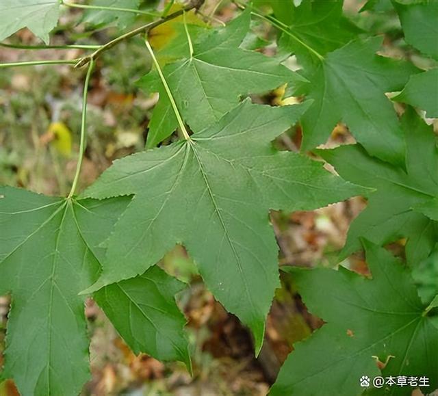 从来源、外观、产地到标准，说说尴尬的苏合香，假货太多了