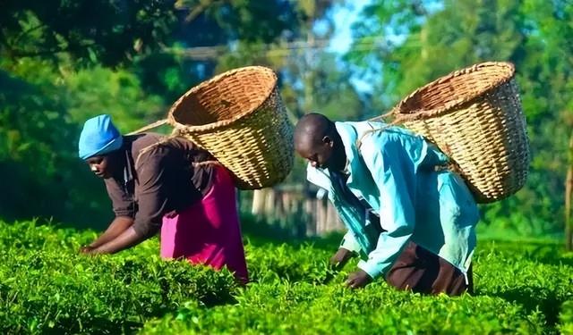 国际茶日 ▏世界各地不同的饮茶文化，你了解几个？