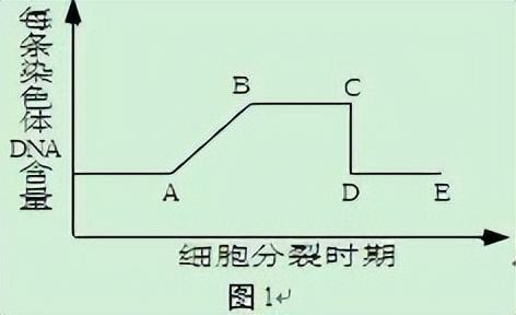 高中生物-细胞的生命历程