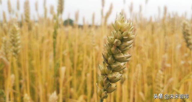 农业专题：寻找养殖周期中的确定性，关注粮食危机下的种植链
