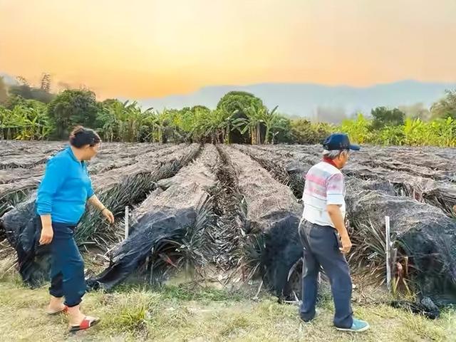 台湾水果在日销量惨淡，果农喊话蔡英文重启谈判，希望大陆能接盘