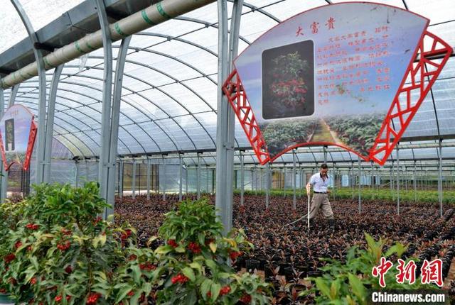 福建武平：“富贵籽”让花农富贵