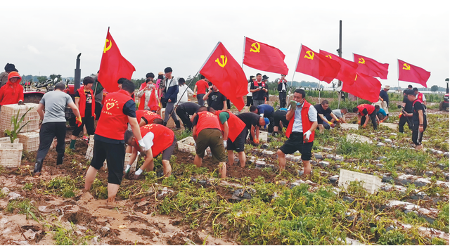 抢收土豆！丰收在即暴雨突袭，胶西街道种植户急盼援手，党员干部冒雨蹚泥，田里抢收线上助销暖民心