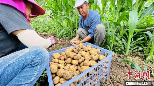 湖北恩施：“小土豆”变“小金豆”助力乡村振兴