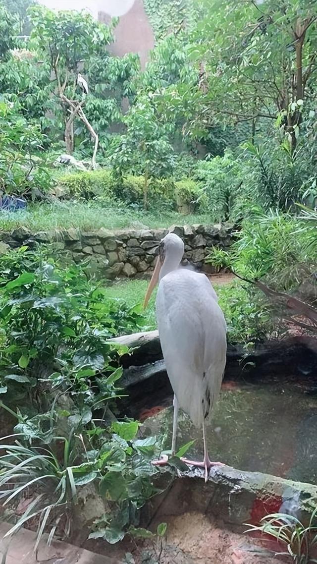 美图太多！看看新加坡的河川生态园隐藏着怎样的自然水族秘境