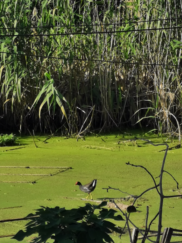 活久见，会游泳的鸡--黑水鸡（Gallinula chloropus）