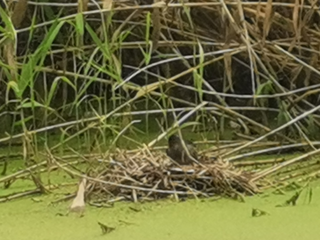 活久见，会游泳的鸡--黑水鸡（Gallinula chloropus）